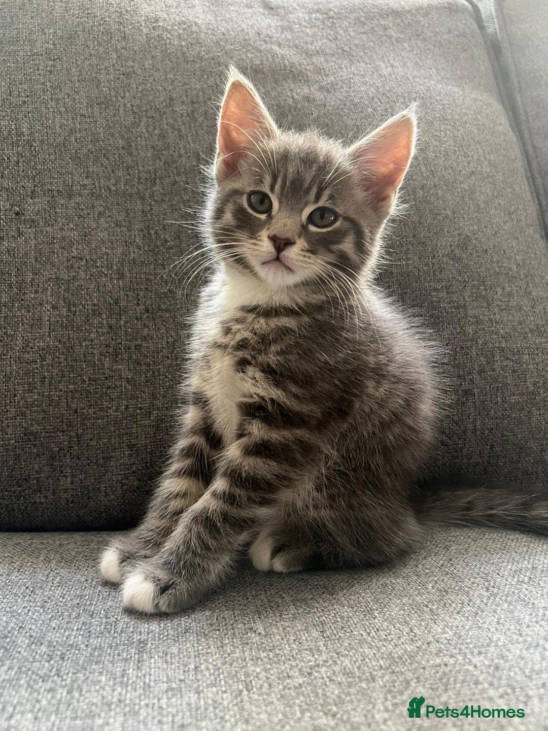 Maine Coon cats for sale: Adorable Half Maine Coon Kittens - Image 24