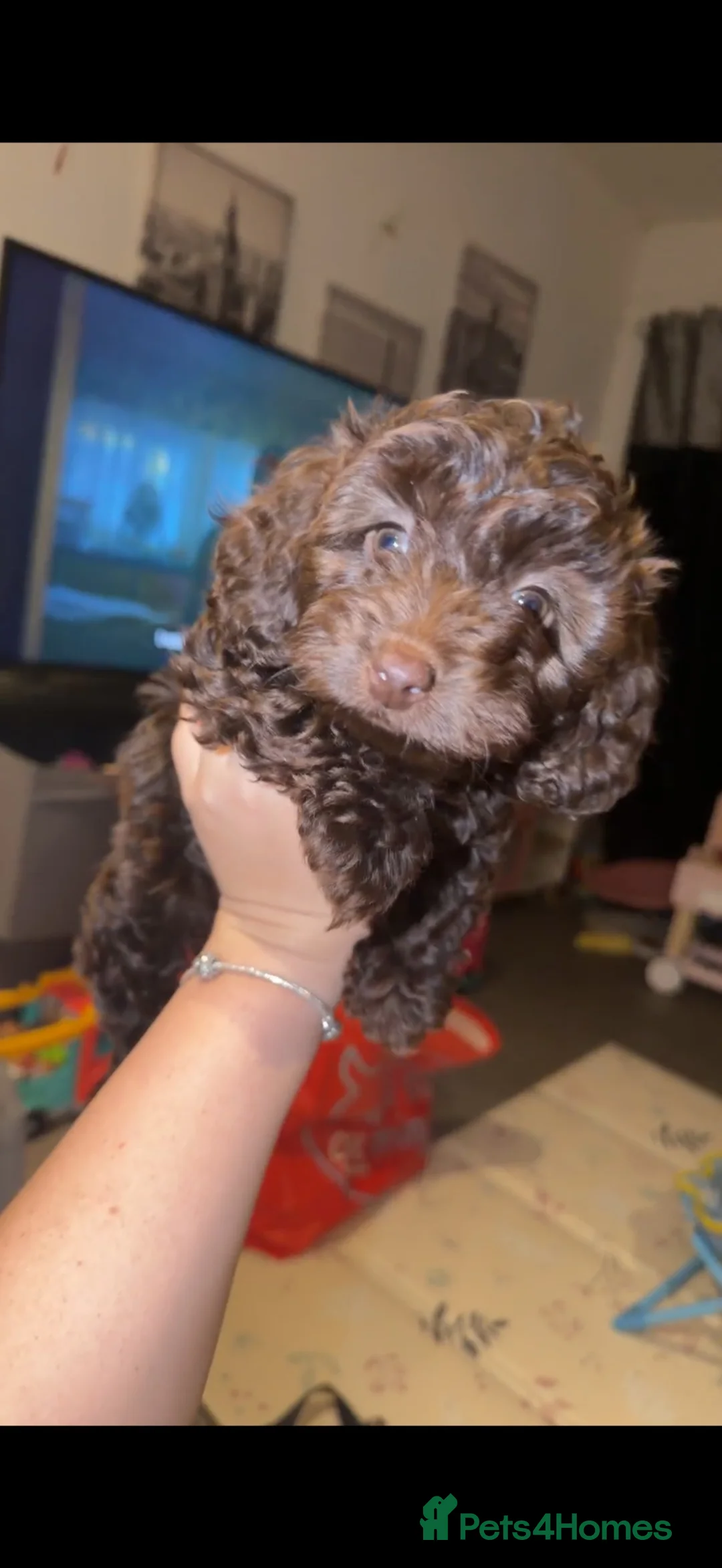Doxiepoo dogs for sale: Beautiful chocolate toy poodle girl - Advert 2