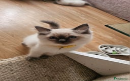 Ragdoll cats for sale: Ragdoll Kittens  - Image 4
