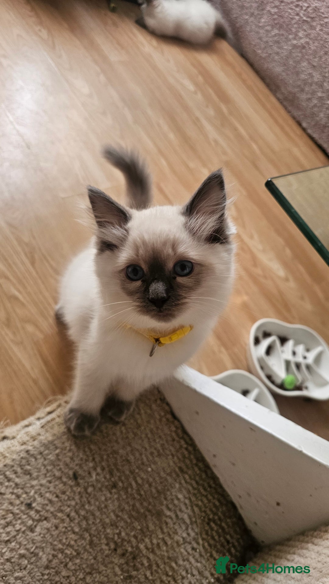 Ragdoll cats for sale: Ragdoll Kittens  - Image 4