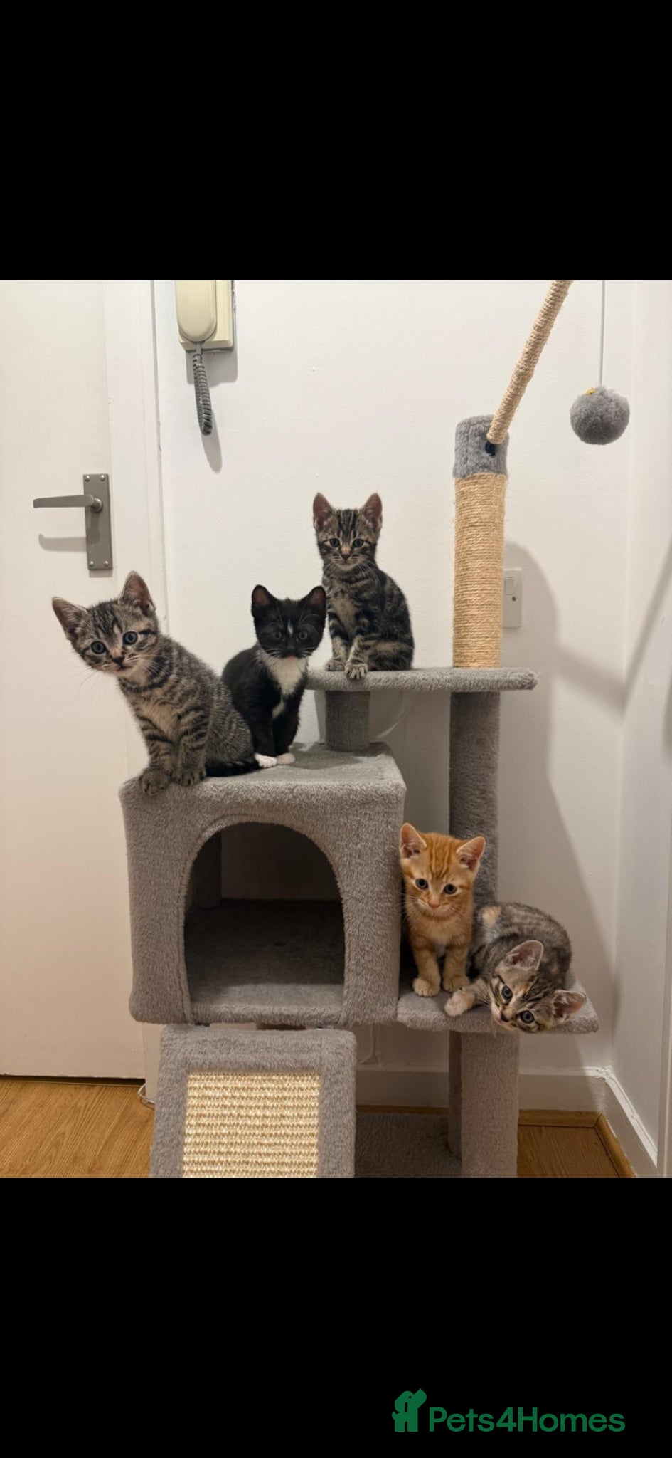 Mixed Breed cats 5 Stunning Domestic Kittens tabby orange stripe - Advert 1