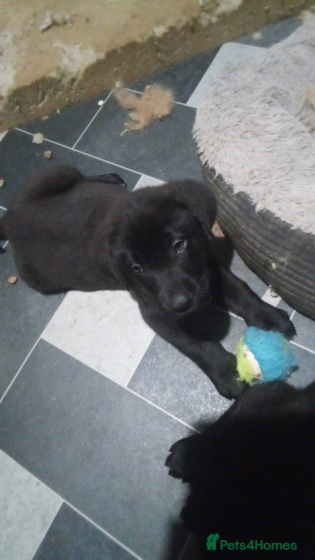 Mixed Breed dogs for sale: ready on the 8th puppies - Advert 2