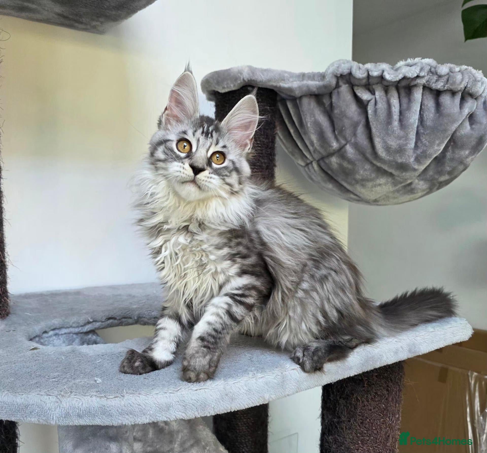 Maine Coon cats Pedigree Maine Coon Girls–Ready for Forever Homes - Advert 14