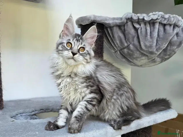 Maine Coon cats Pedigree Maine Coon Girls–Ready for Forever Homes - Advert 23