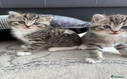 Scottish Fold cats for sale: Scottish straight kittens for sale  - Image 9