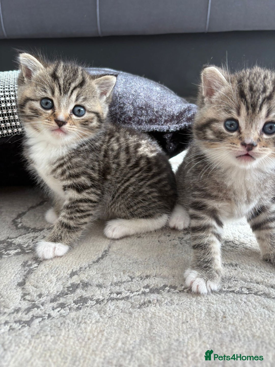 Scottish Fold cats for sale: Scottish straight kittens for sale  - Image 9