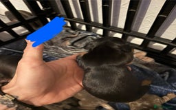 Miniature Dachshund dogs for sale: Mixed litter of beautiful miniature dachshunds  - Image 9