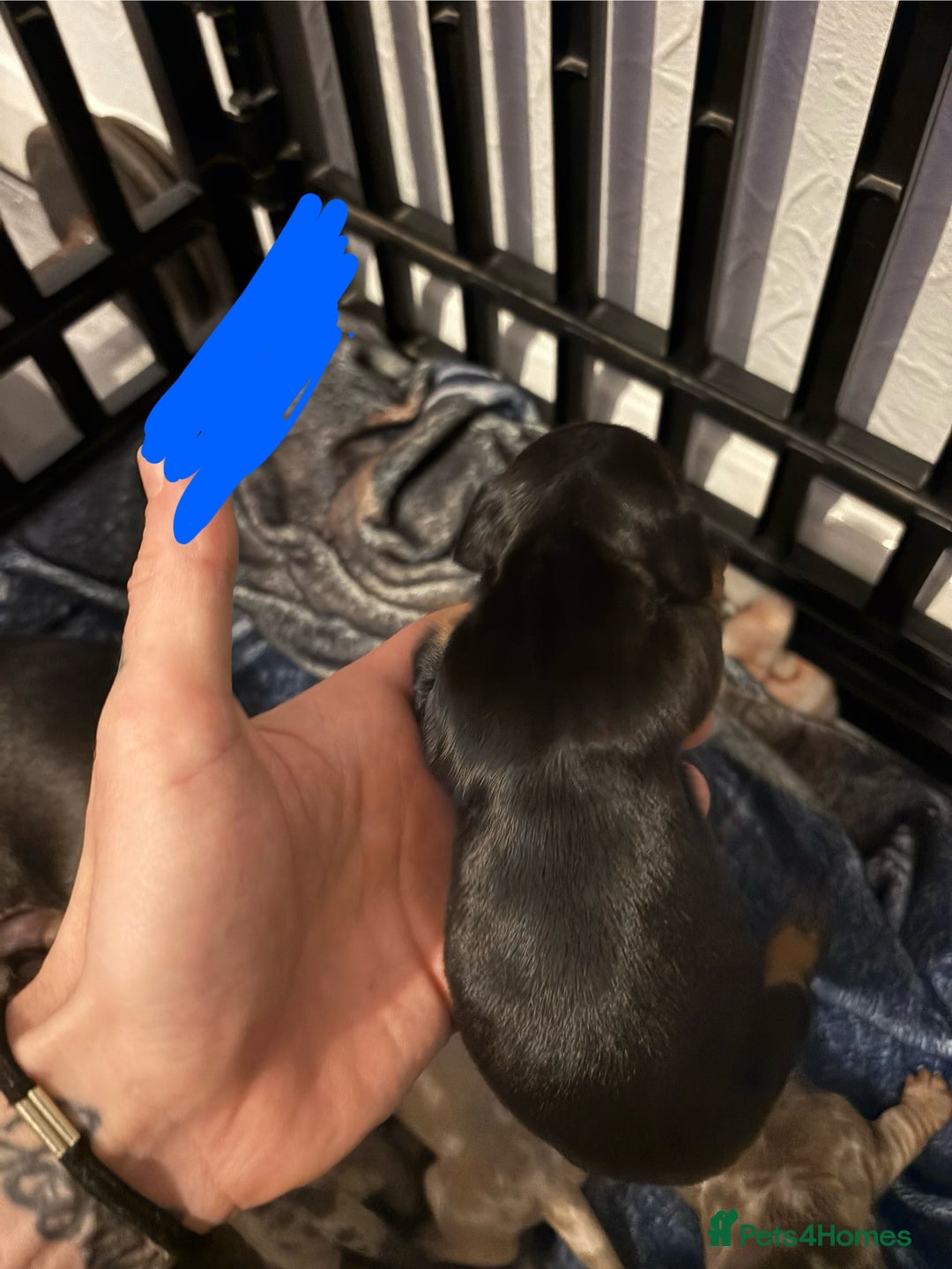 Miniature Dachshund dogs for sale: Mixed litter of beautiful miniature dachshunds  - Image 9