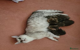 Mixed Breed cats for sale: Beautiful kittens for sale - Image 12