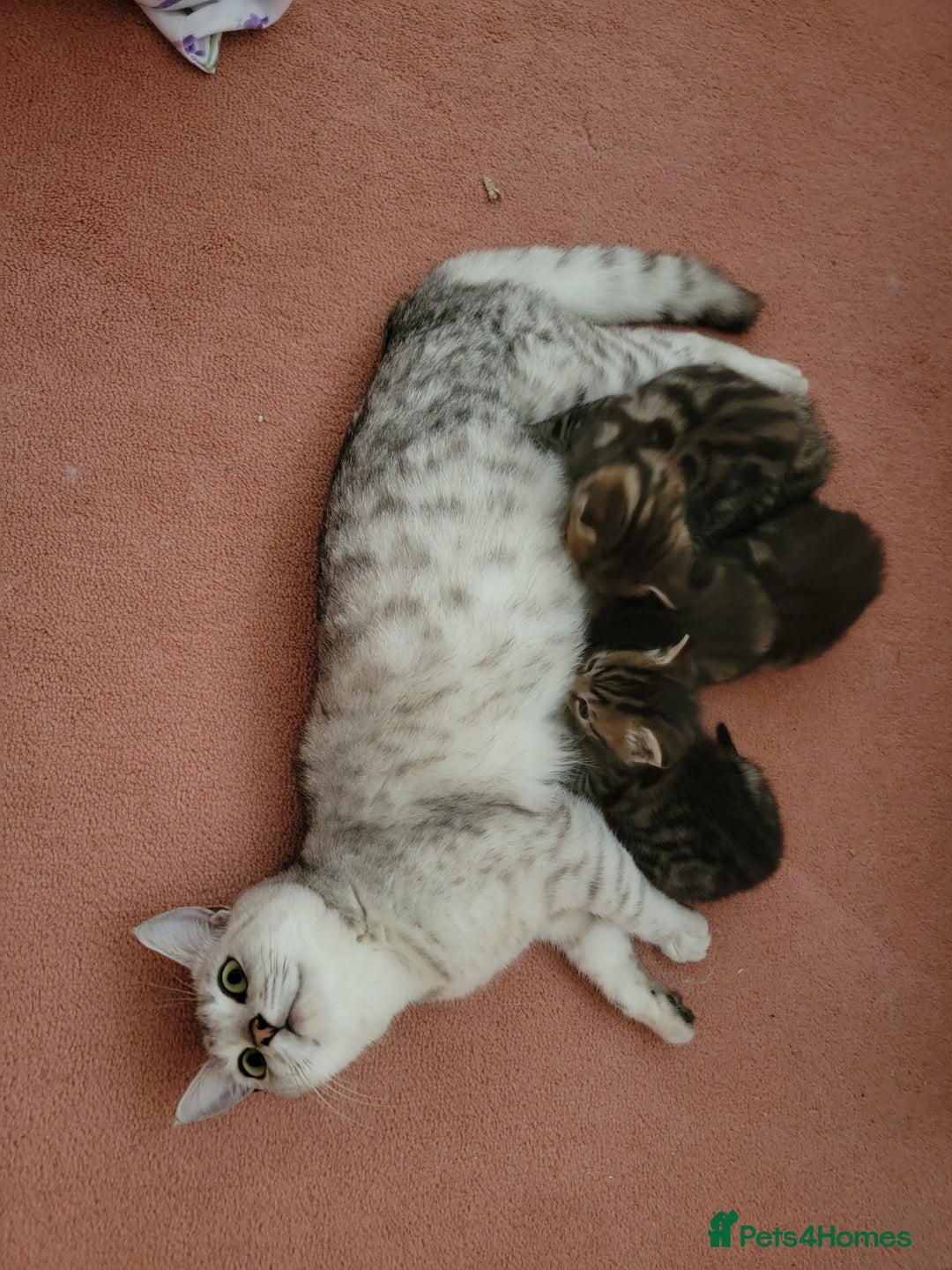 Mixed Breed cats for sale: Beautiful kittens for sale - Image 12