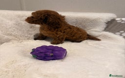 Mixed Breed dogs for sale: Beautiful Deep Red Poodle Puppy’s For Sale Kent  - Image 3