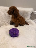 Mixed Breed dogs - Advert 12