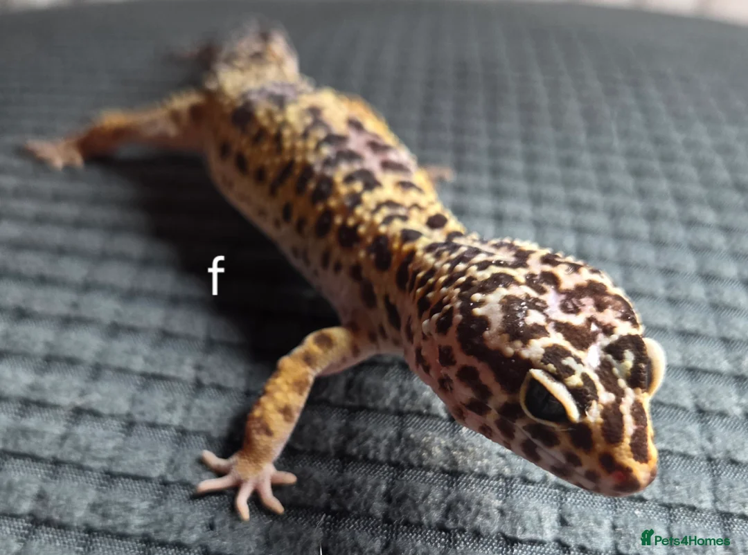 Leopard Gecko reptiles for sale: Leopard geckos and set ups available  - Advert 8