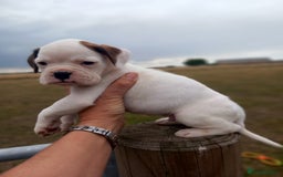 Boxer dogs for sale: Beautiful chunky Boxer puppies - Image 10