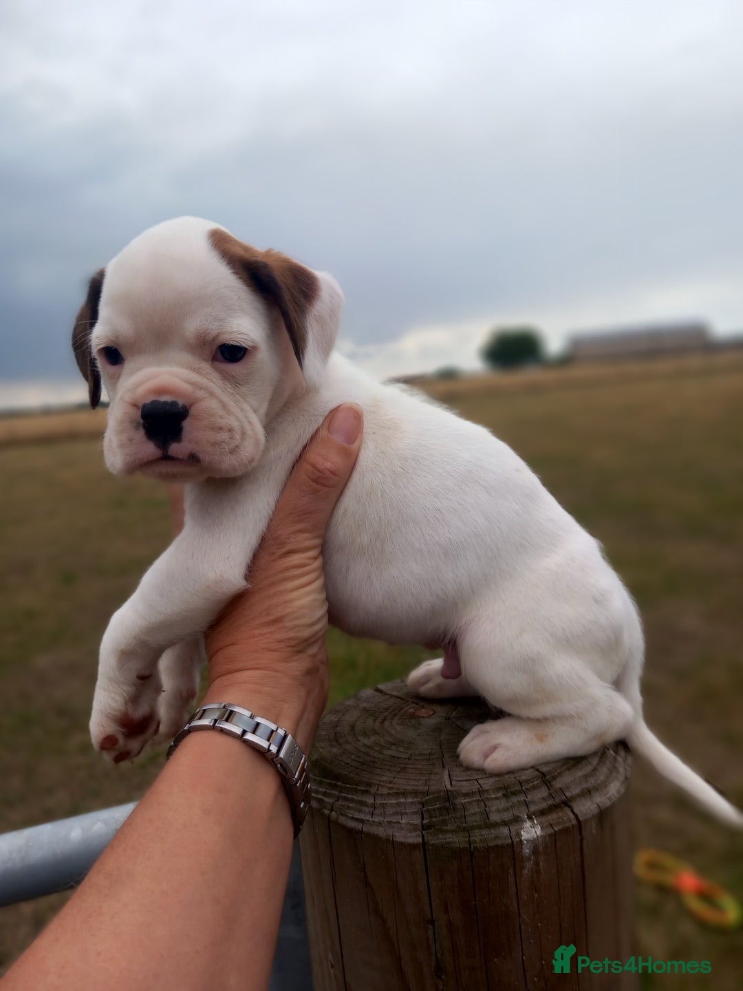 Boxer dogs for sale: Beautiful chunky Boxer puppies - Image 10