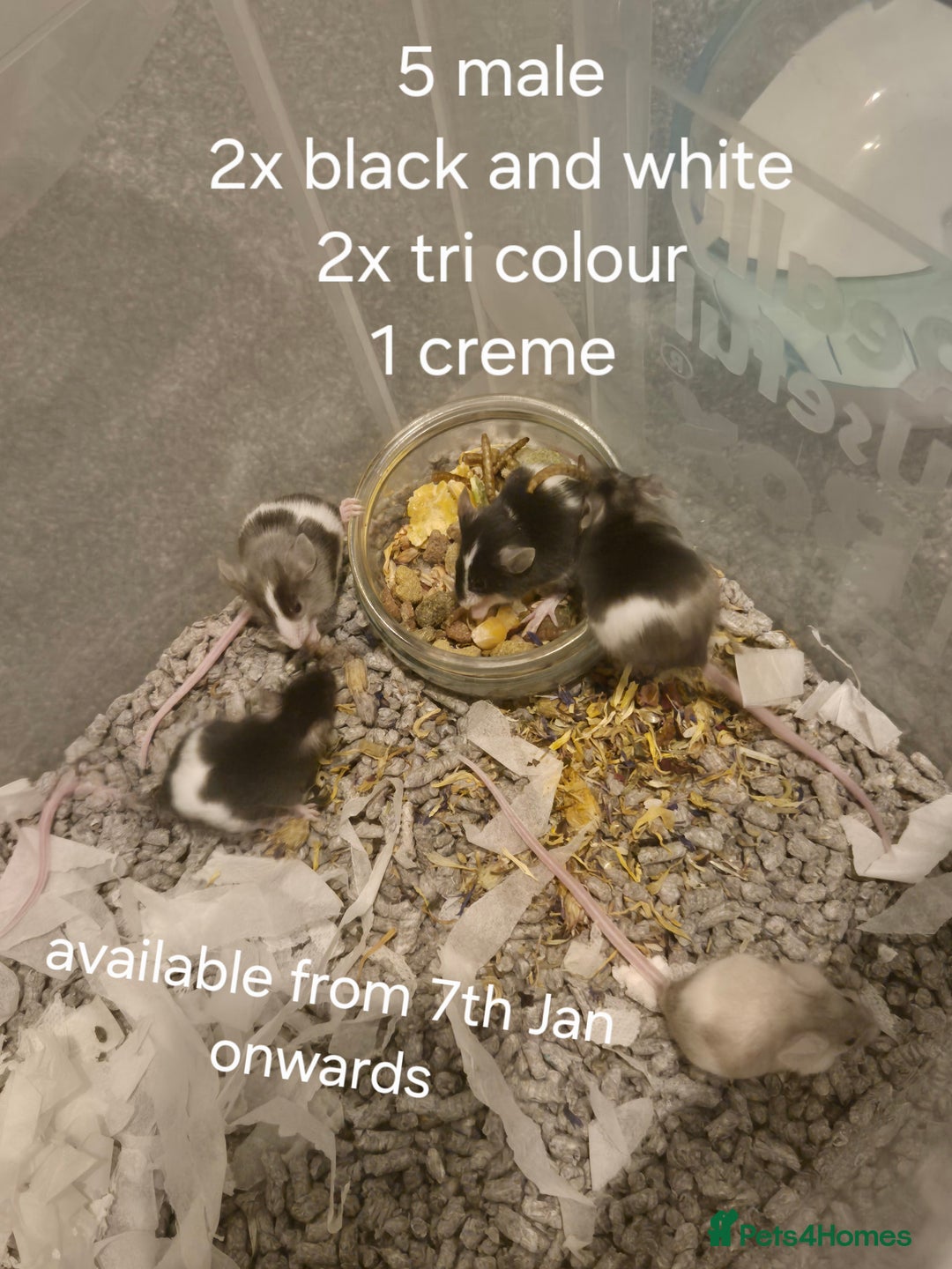 Mouse rodents for sale: Plenty of fancy mice available,Colours and genders - Advert 2