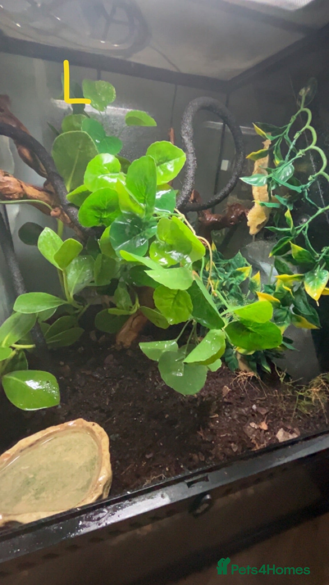 Gecko reptiles Crested geckos  - Advert 2
