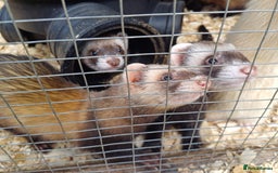 Ferret rodents for sale: Ferret kits for sale - Image 6