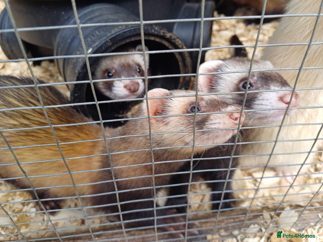 Ferret rodents for sale: Ferret kits for sale - Image 6