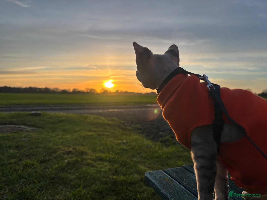 Devon Rex cats for sale: Devon Rex potentially looking for a loving home. - Advert 3
