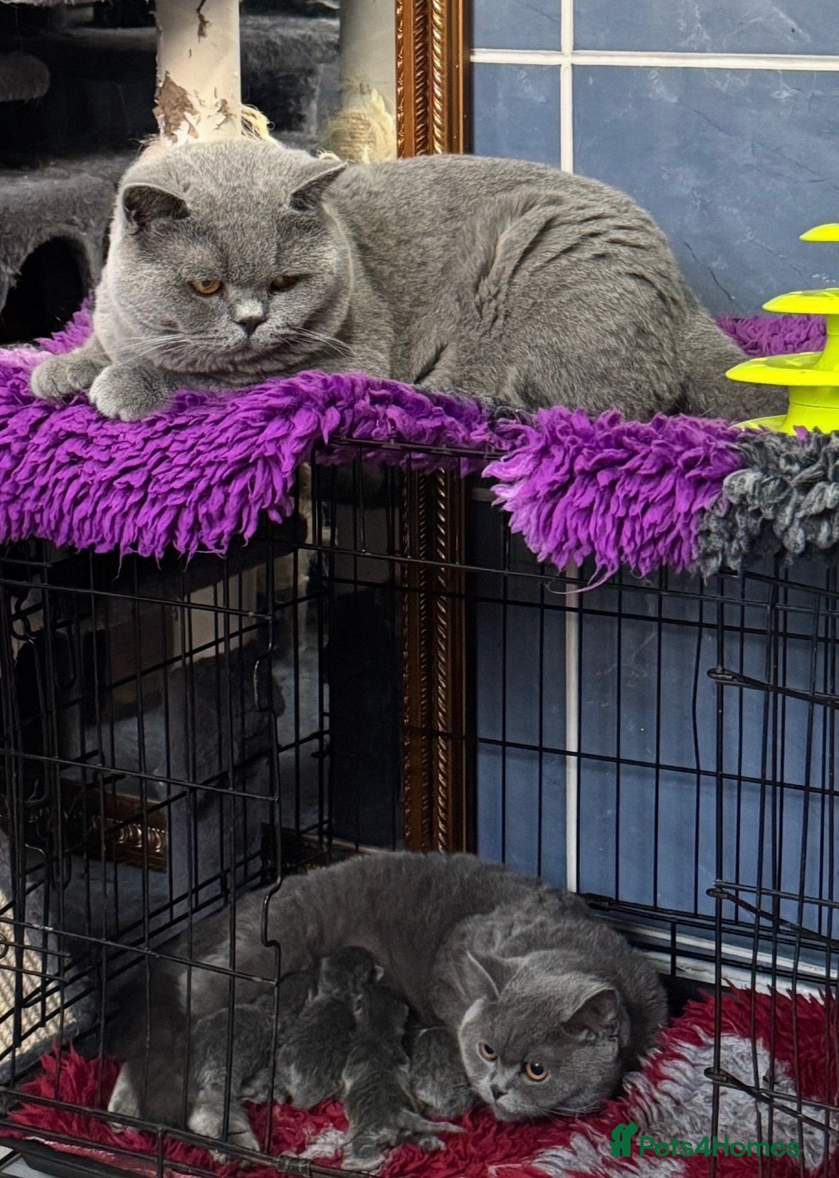 British Shorthair cats Stunning British Shorthair Kittens - Advert 2