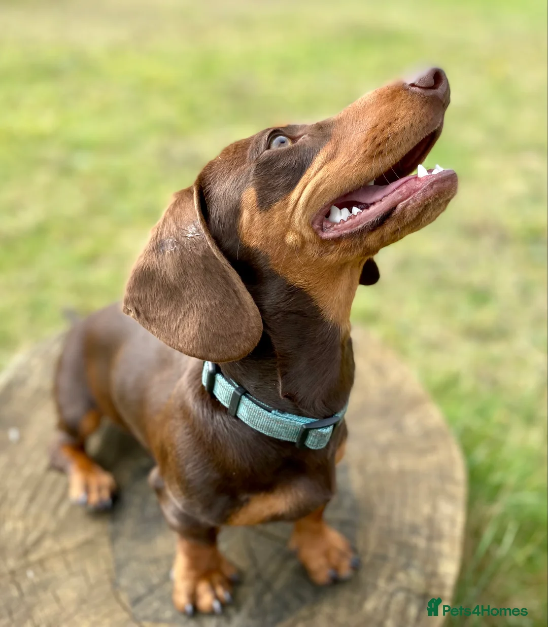 Miniature Dachshund dogs for stud: PROVEN MINIATURE DACHSHUND STUD in Faringdon - Advert 2