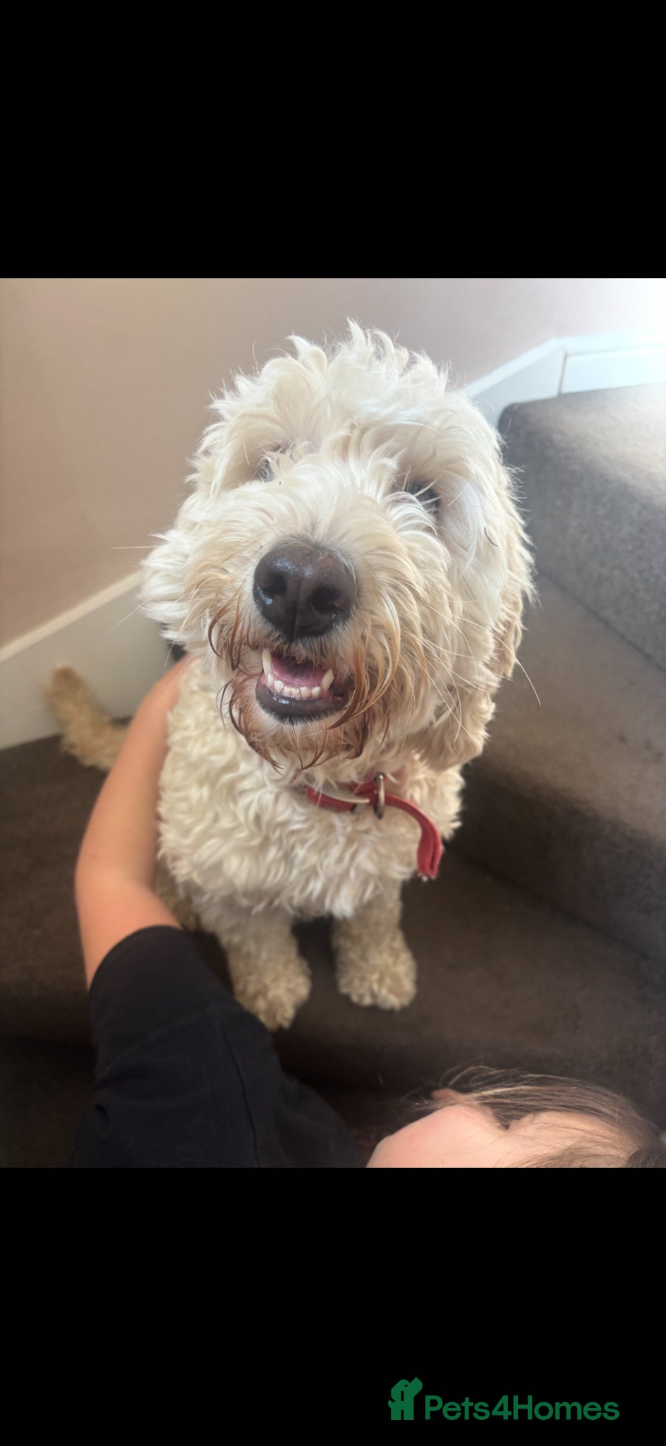 Mini Goldendoodle dogs Gorgeous Mini Goldendoodle  - Advert 2