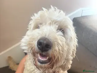 Mini Goldendoodle dogs Gorgeous Mini Goldendoodle - Advert 2