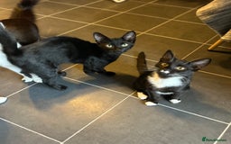 Mixed Breed cats for sale: 3kittens 5months 1male 10months 1 female 10month - Image 6