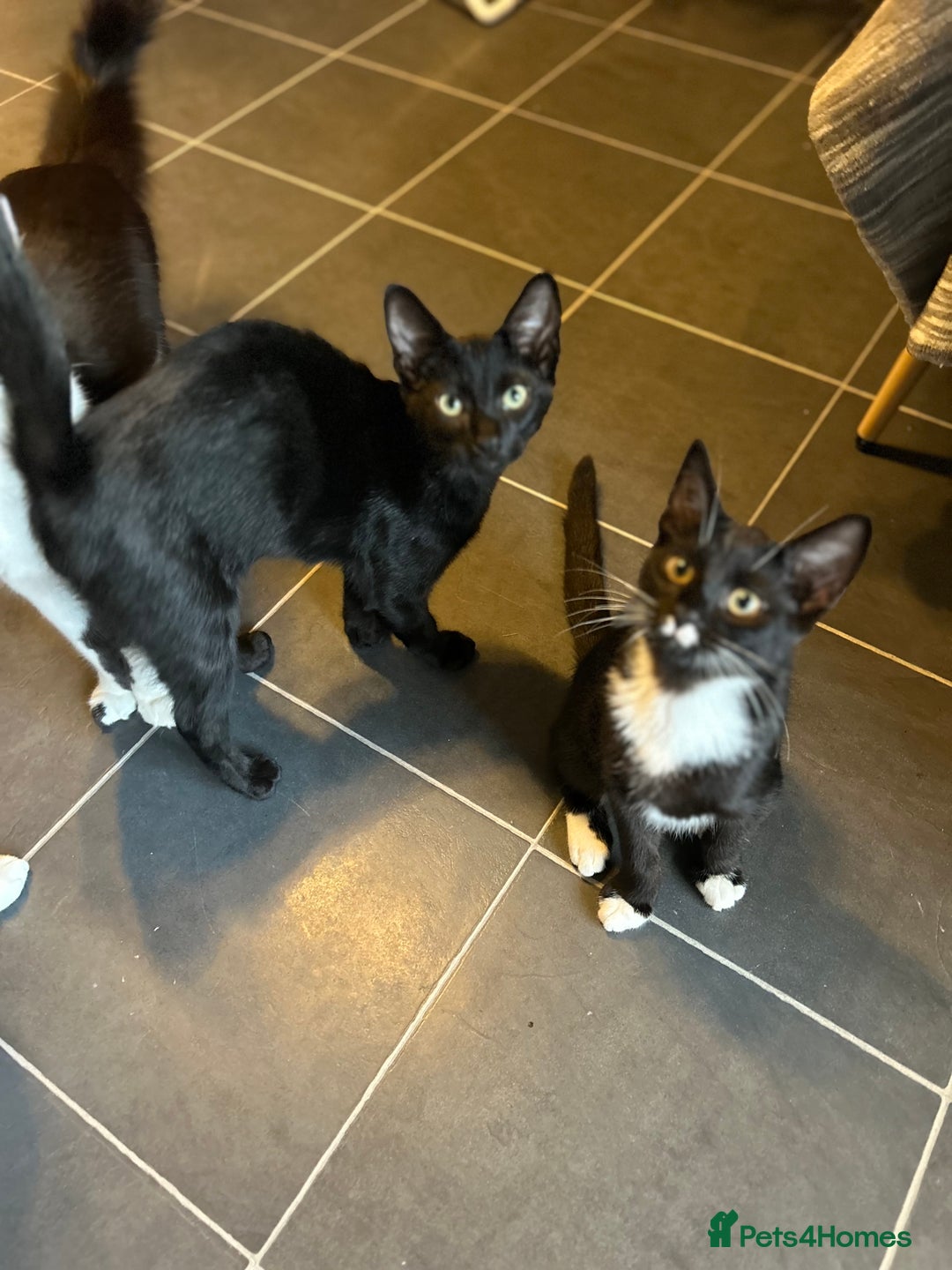 Mixed Breed cats for sale: 3kittens 5months 1male 10months 1 female 10month - Image 6
