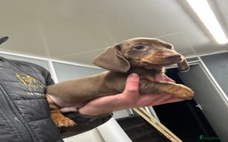 Miniature Dachshund dogs for sale: Miniature dachshunds ready for loving homes  - Advert 7
