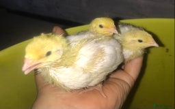 Quail poultry for sale: JUMBO QUAIL CHICKS & SEXED JUMBOS ! - Image 21