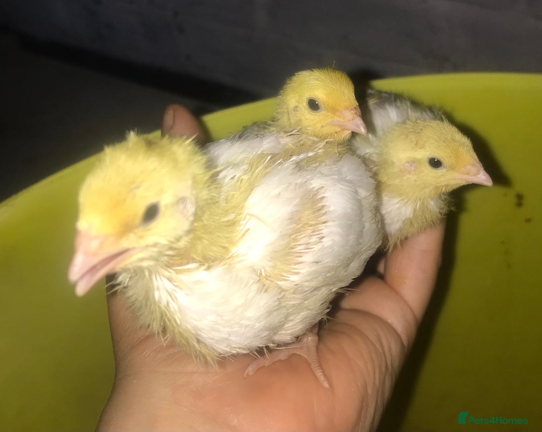 Quail poultry for sale: JUMBO QUAIL CHICKS & SEXED JUMBOS ! - Image 21