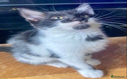 Domestic Shorthair cats for sale: Lovely funny little kittens  - Image 5