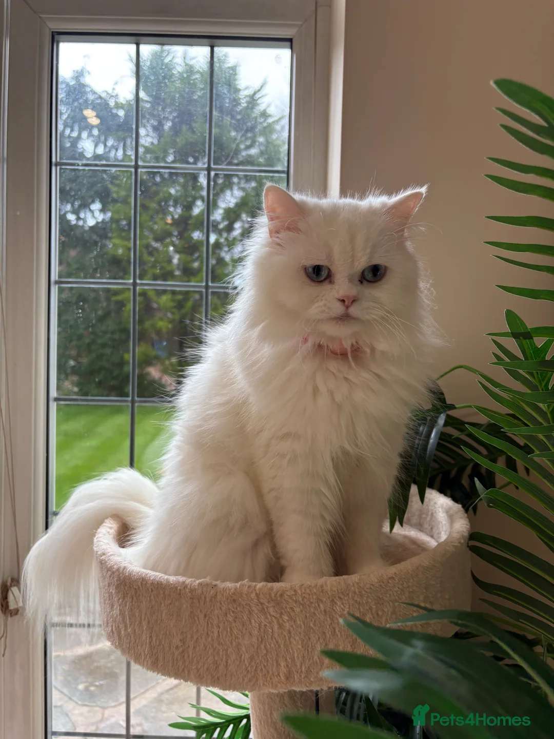 Ragdoll cats for sale: Ragdoll  - Advert 2