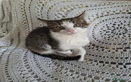 British Shorthair cats for sale: domestic kittens to sale - Image 11