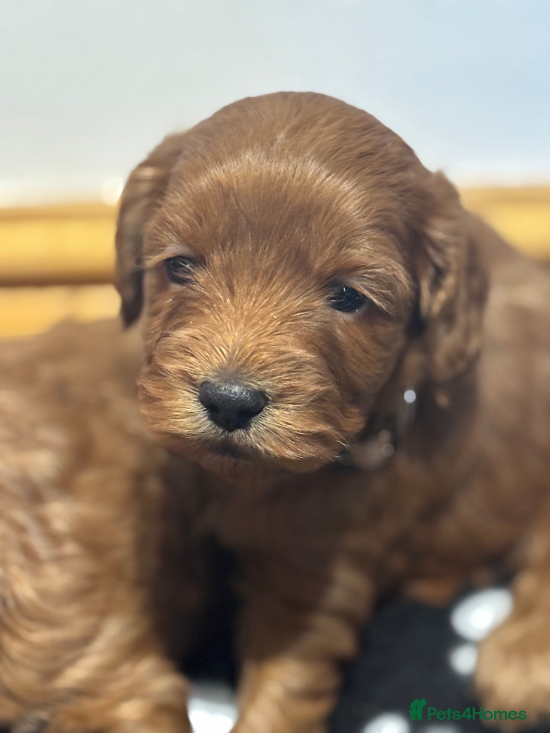 Cockapoo dogs for sale: 🐾 3 lovely Red F1 Cockapoo puppies 🐾 - Advert 4