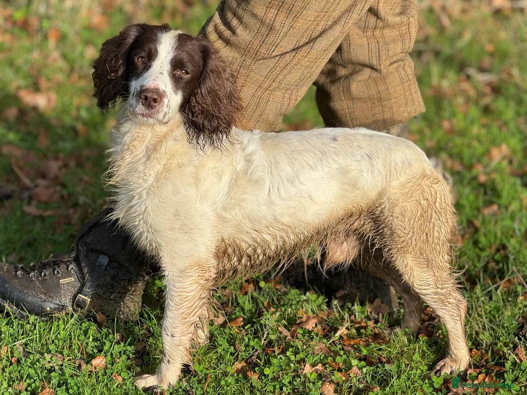 English Springer Spaniel dogs for stud: Working English Springer Spaniel for stud  - Advert 2