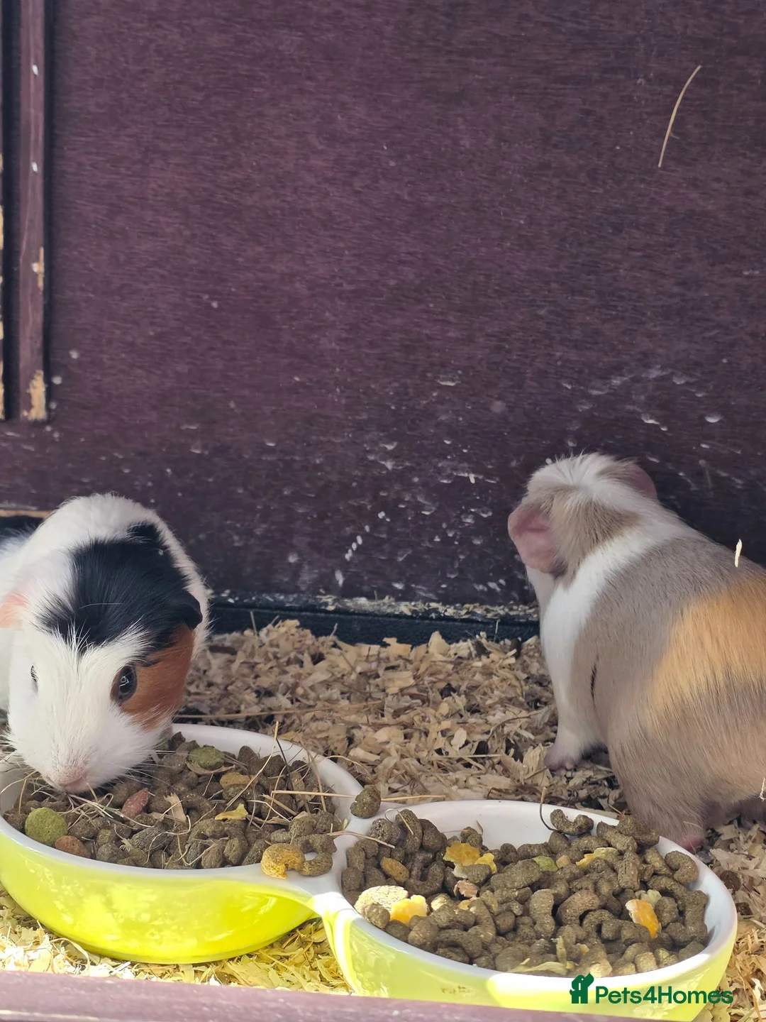 Guinea Pig rodents for sale: 2 guinea pigs for sale - Advert 1
