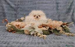 Pomeranian dogs for sale: Gorgeous Teddy Bear Pomeranian Puppies - Image 1