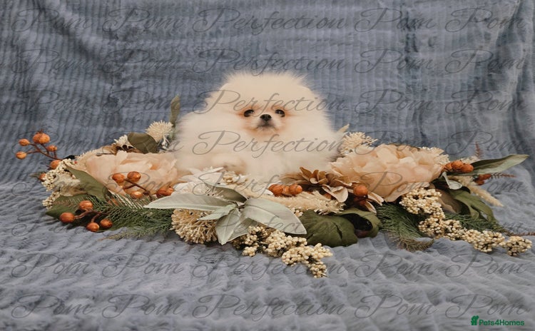 Pomeranian dogs - Advert 14