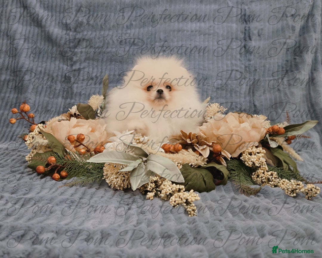 Pomeranian dogs for sale: Gorgeous Teddy Bear Pomeranian Puppies - Image 1