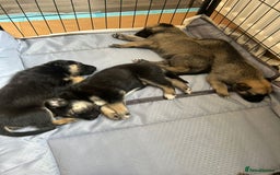 Shepsky dogs for sale: Shepsky - Image 18