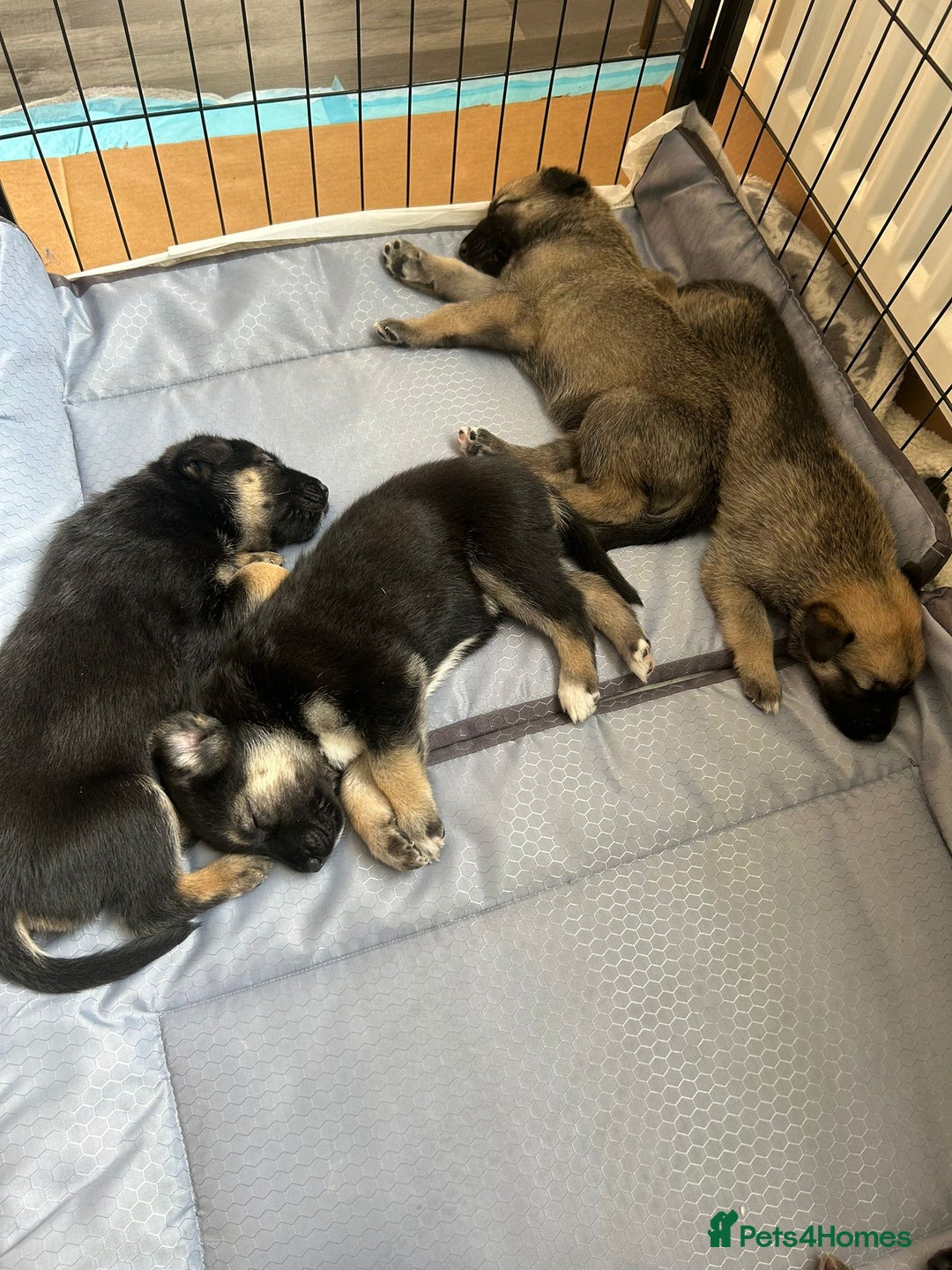 Shepsky dogs for sale: Shepsky - Image 18