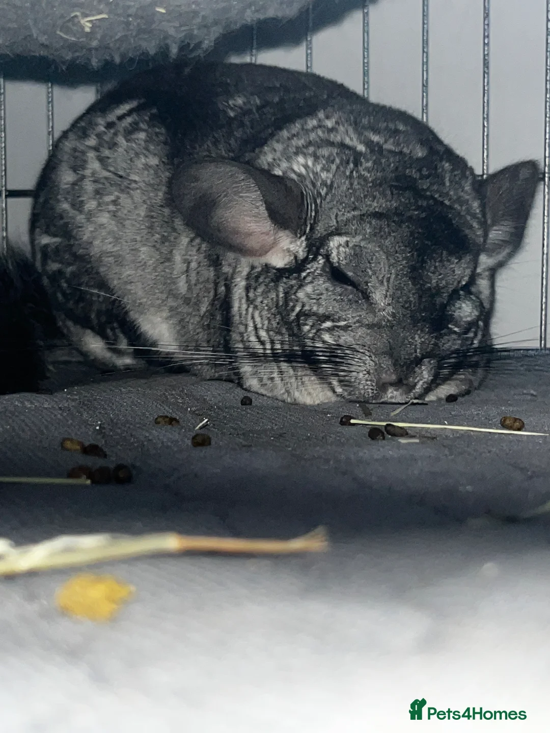 Chinchilla rodents for sale: Chinchilla in need of a home - Advert 2