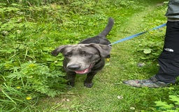 Labrador Retriever dogs for sale: Beautiful Berti  - Image 4