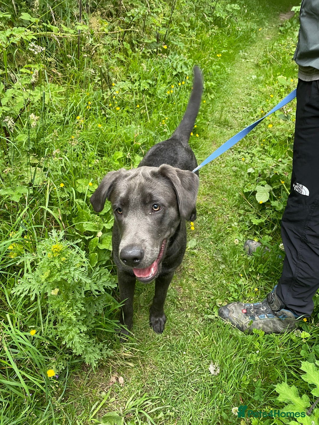 Labrador Retriever dogs for sale: Beautiful Berti  - Image 4