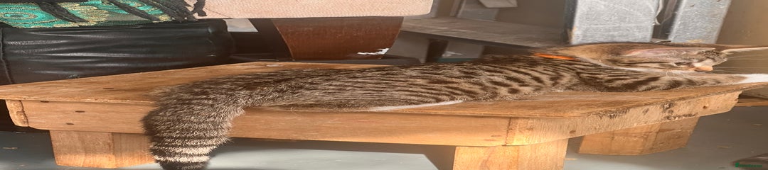TABBY (orange collar)