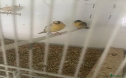 Canaries birds for sale: M32 8 - Image 2