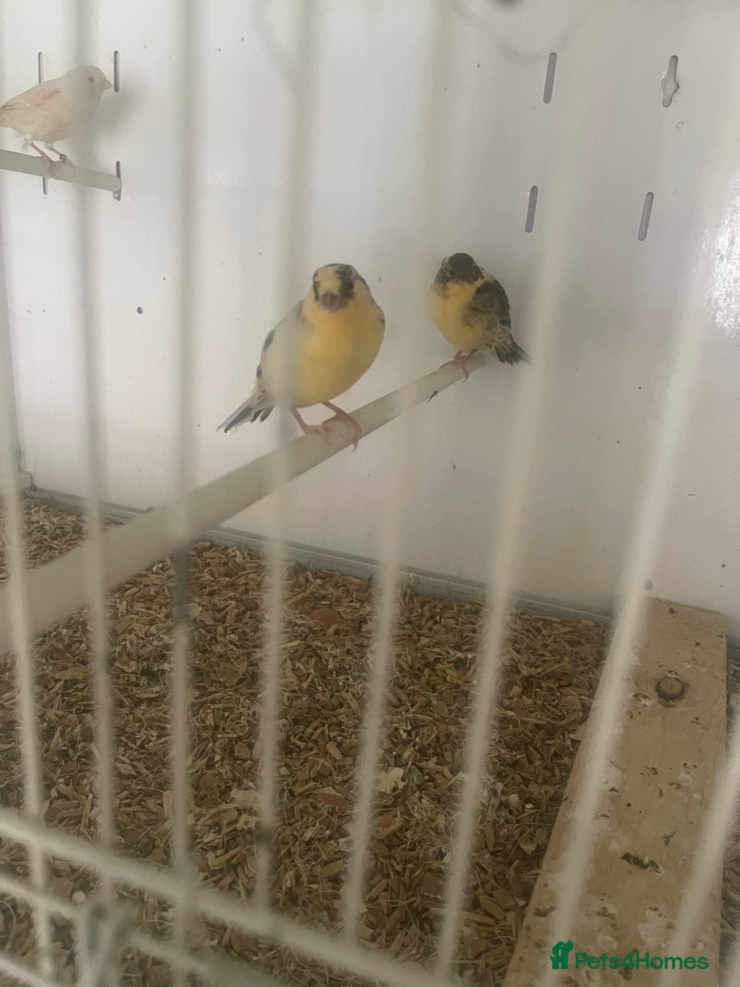 Canaries birds for sale: M32 8 - Image 2